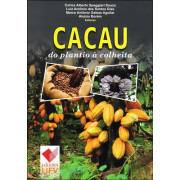 Cacau do plantio à colheita